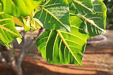 新《VR女友》登陆Steam正式推出 情感新寄托